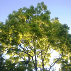Sunshiine through the Trees