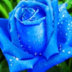 The Blue Rose